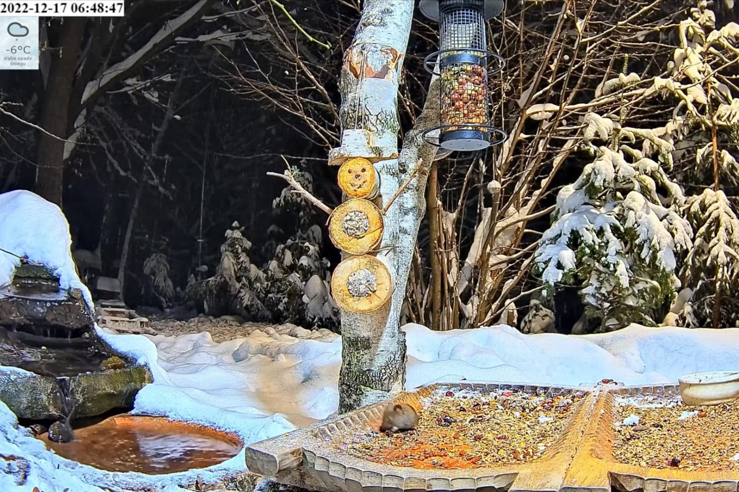 livebirdspoland_7e68c7986fb04c909c765e2ecbe0d509.jpg