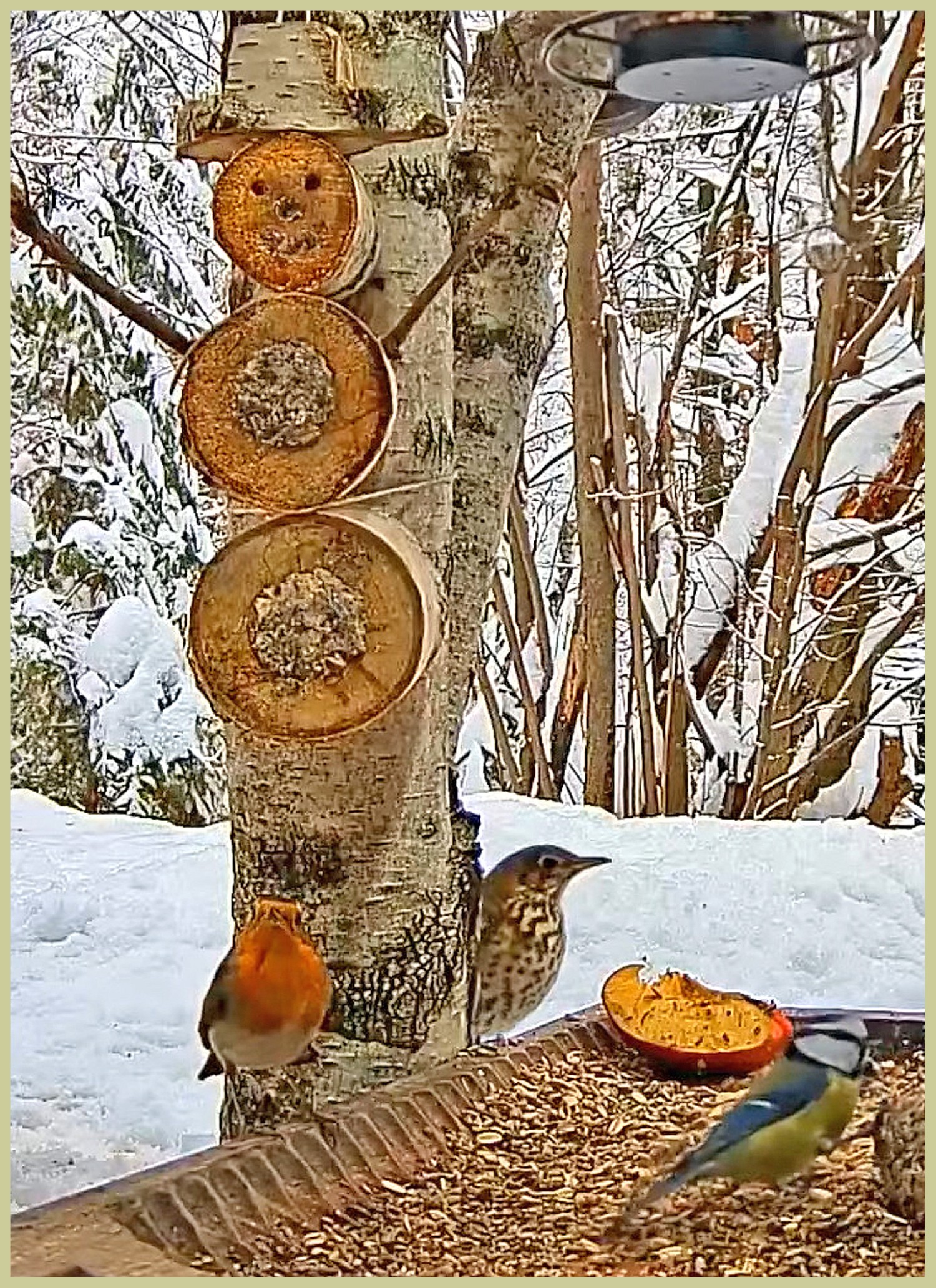 livebirdspoland_200301078b3ec57e2083aa4ed7fa54fd.jpg
