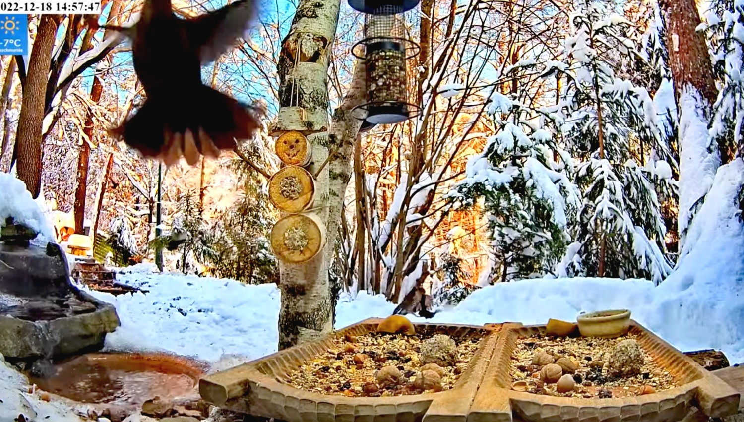 livebirdspoland_f87e14c5729ed5a6910908c14d32478f.jpg