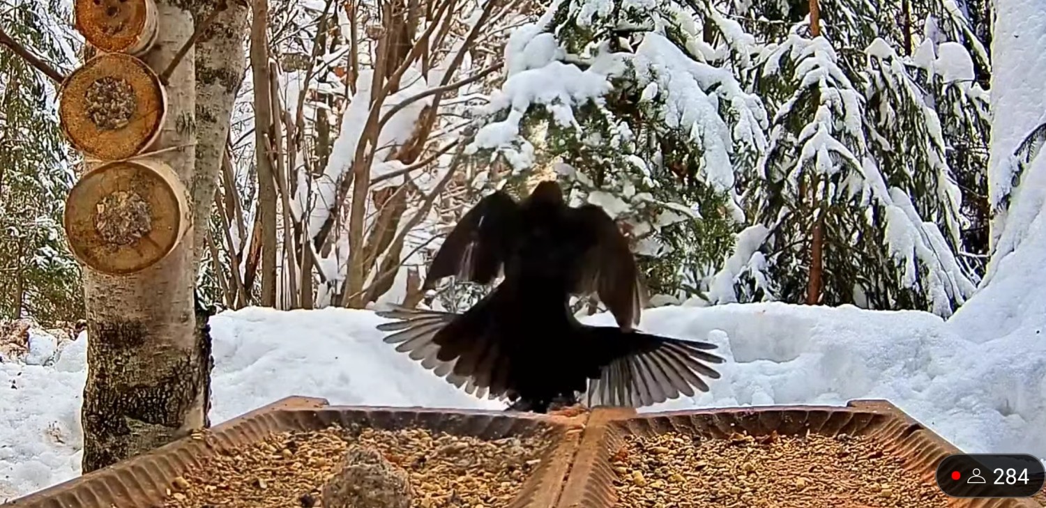 livebirdspoland_0ce87295ca1f0ff3abdecb57da19dd0e.jpg