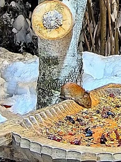 livebirdspoland_9557c8e08428817fe36fe4d61c21286c.jpg