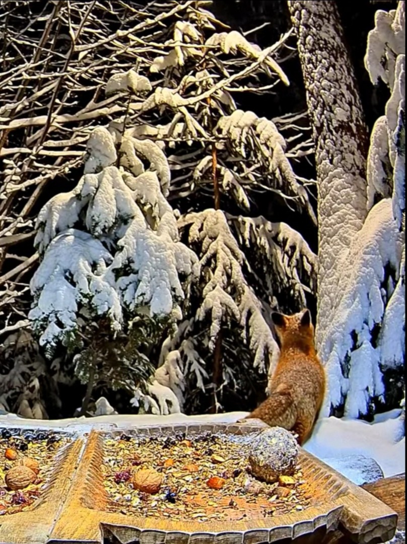 livebirdspoland_700ca1c61b3e6cbaa26937491a210eb4.jpg