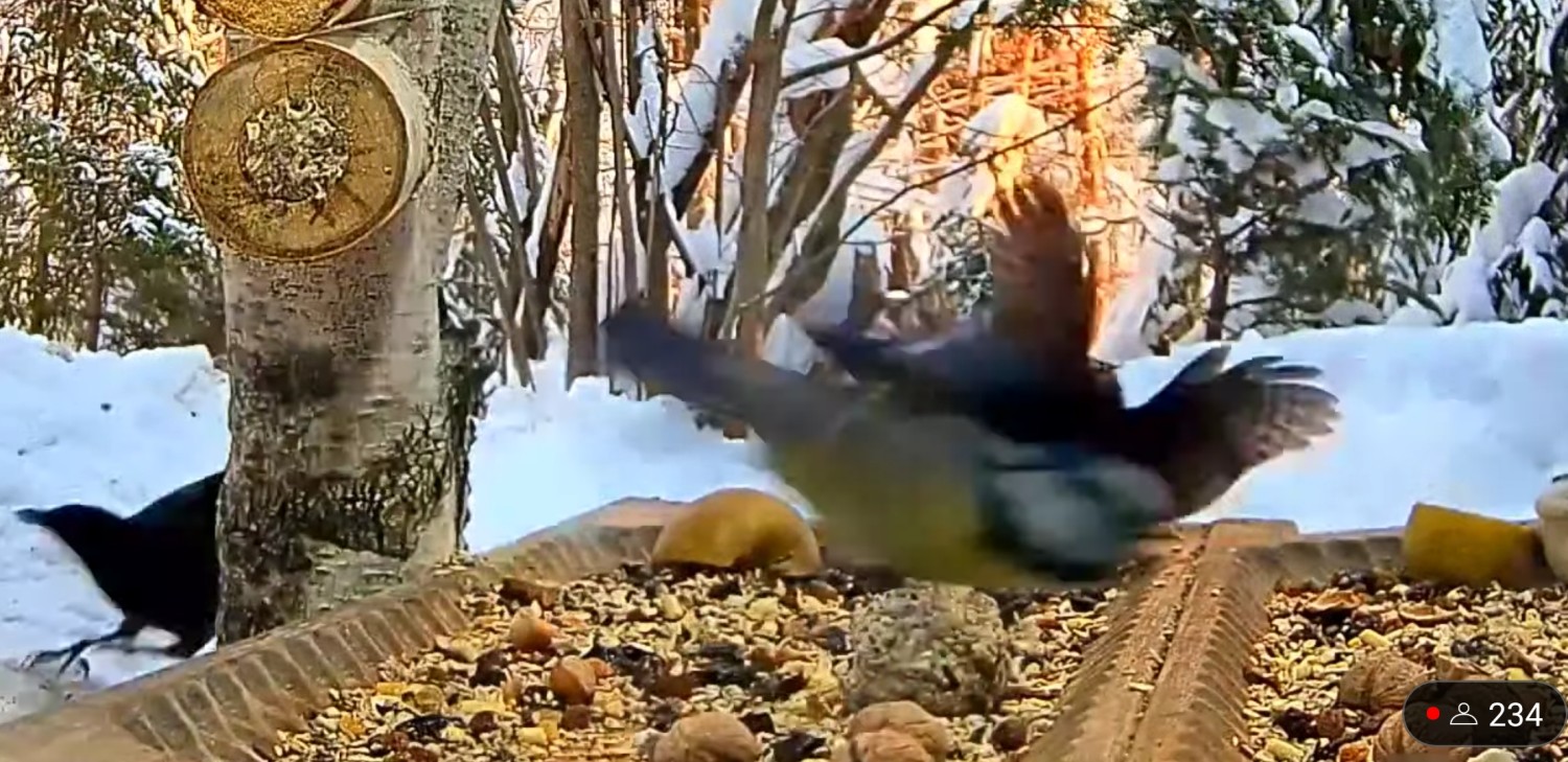 livebirdspoland_f7beaa3184946770c9962630a905a1e4.jpg