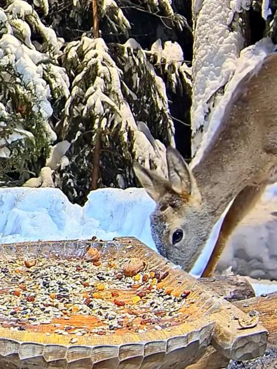 livebirdspoland_46468160b4f6580c328d58ba371c8bda.jpg