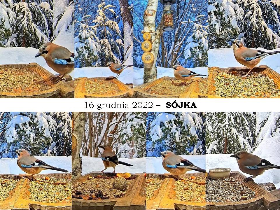 livebirdspoland_44e0690a582e984613edd0970f6be8c1.jpg