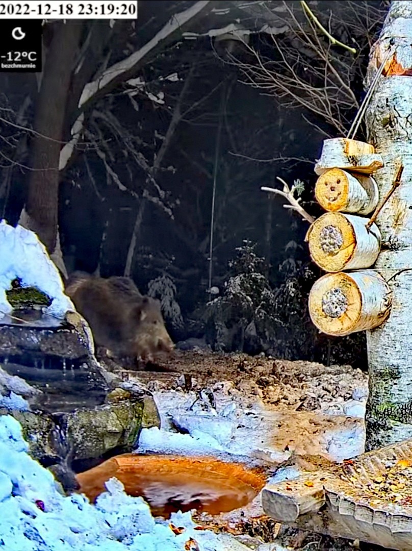 livebirdspoland_af07f7ee91fa9176b6a808828416fd78.jpg