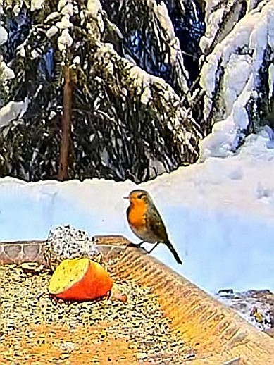 livebirdspoland_e280480b8c58216e473098b2ebcb0058.jpg