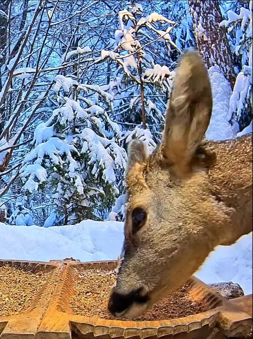 livebirdspoland_16c2538cd99485341c28c178318f0abd.jpg