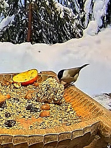livebirdspoland_66d8b1ea8b23b784cea22fa24c87d826.jpg