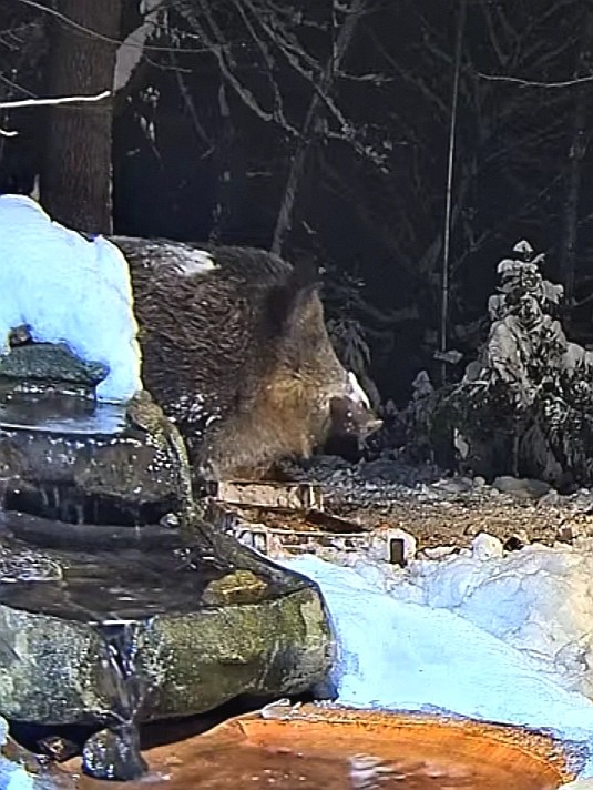 livebirdspoland_ef02dc62dcd19d2a4e41c910e8ef8797.jpg