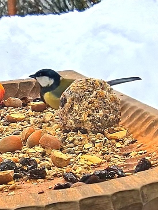 livebirdspoland_889d794801cf2b9ecfa12c95052dd0c3.jpg