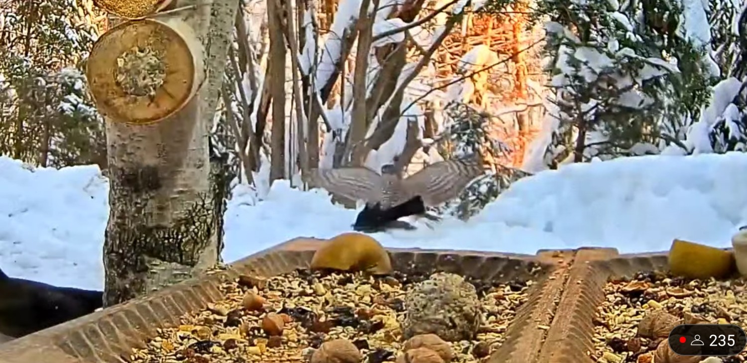 livebirdspoland_60082ed4d8ad00a84ed43f6669410292.jpg
