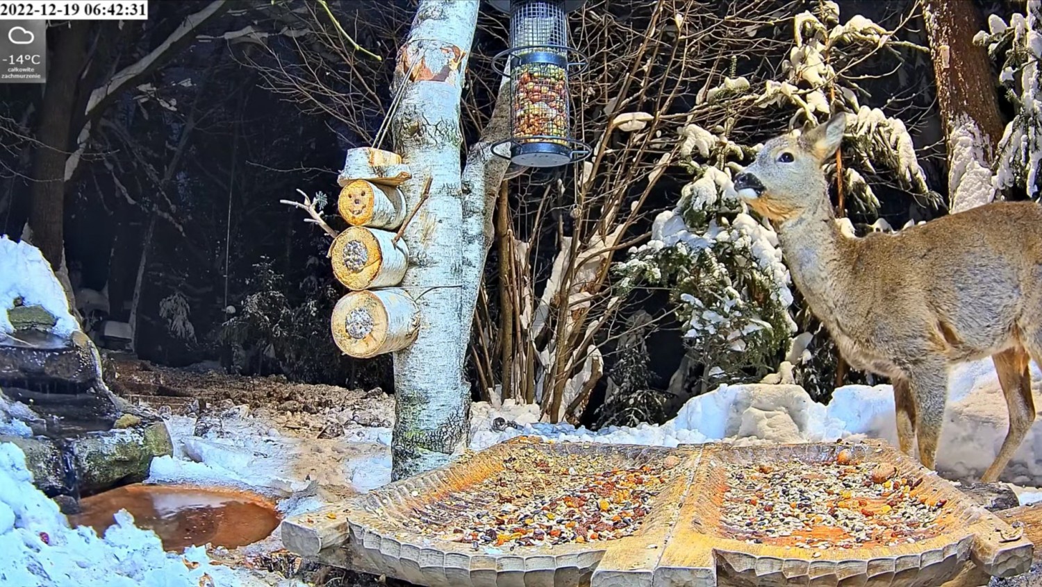livebirdspoland_2cf74aa006deee70049f078cc4a78c29.jpg