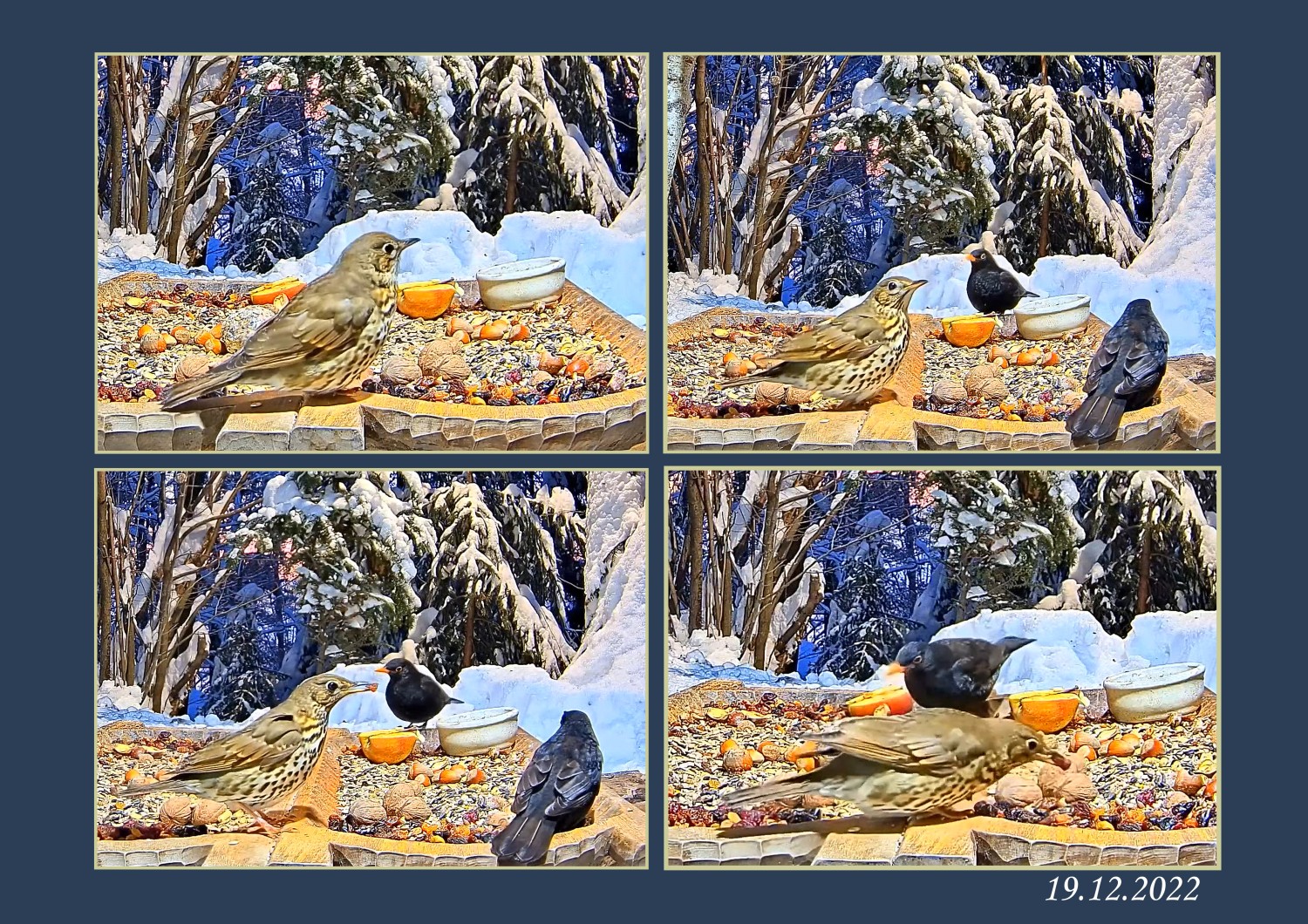 livebirdspoland_8b783da96486ebcc9f200733fc09e665.jpg