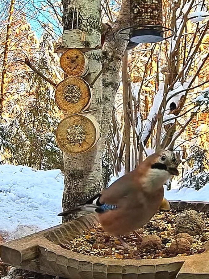 livebirdspoland_e54ef964a1d0ac825e1cb2e94578c932.jpg