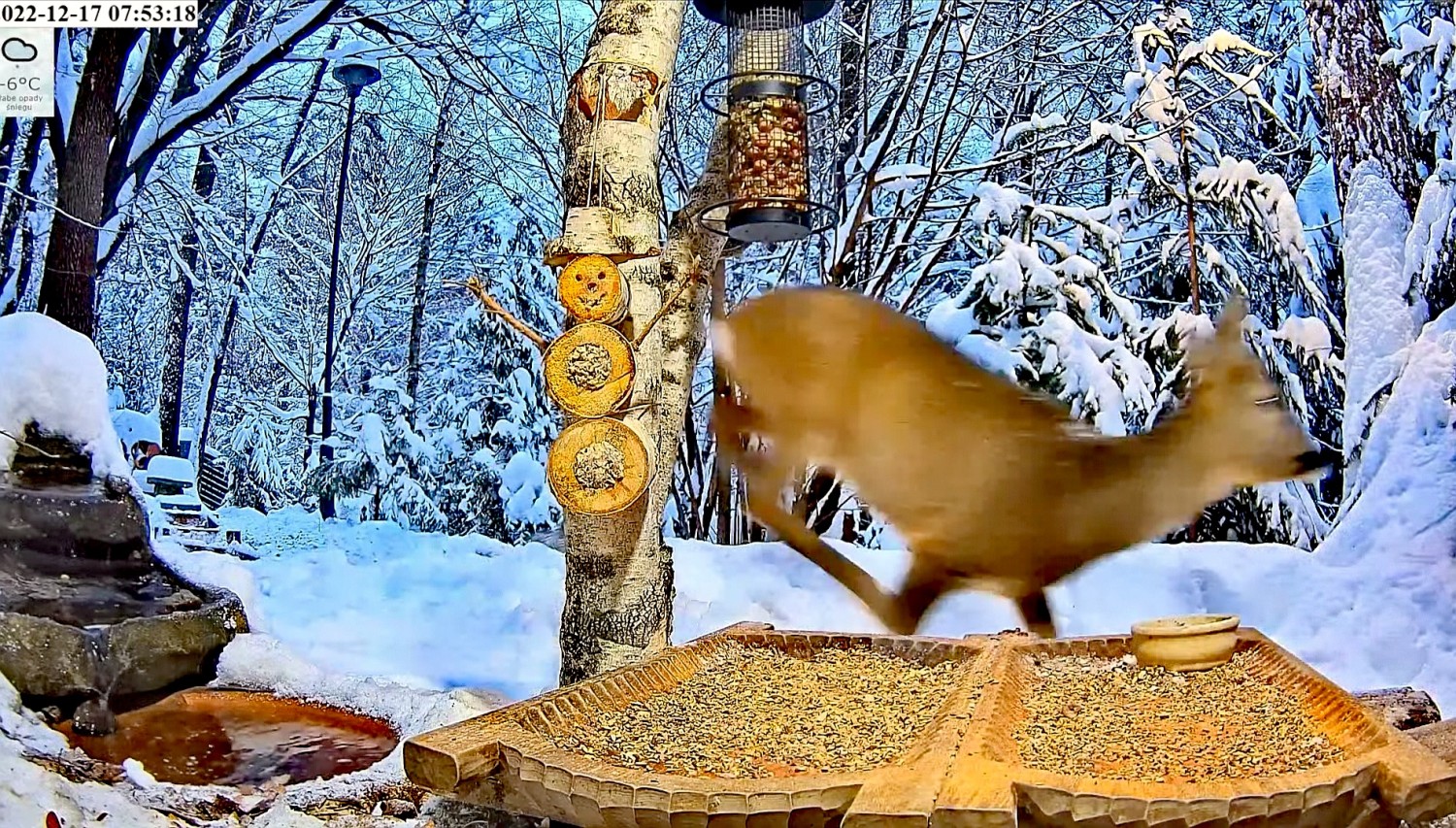 livebirdspoland_4a67b402771f3f233f84d77da367a016.jpg