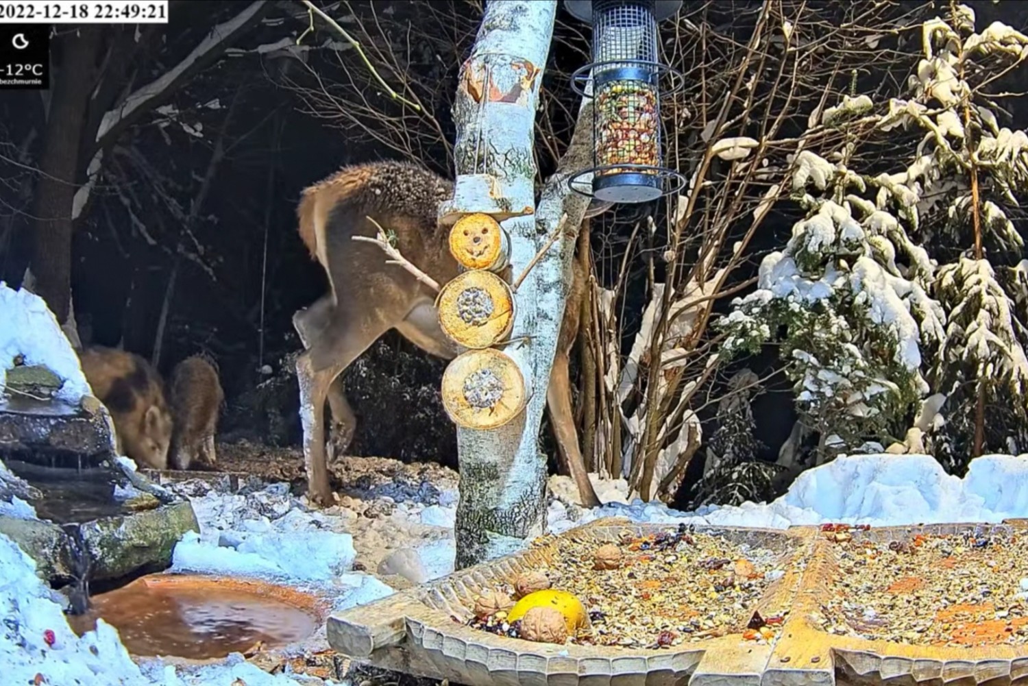 livebirdspoland_64f07d23db93b1bfa90bf0146c09391f.jpg