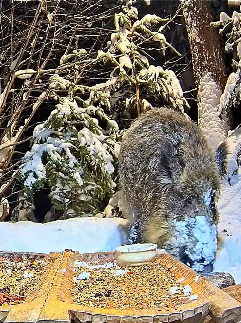livebirdspoland_c2a181677c9a73b6a39f4dc114e30f7e.jpg