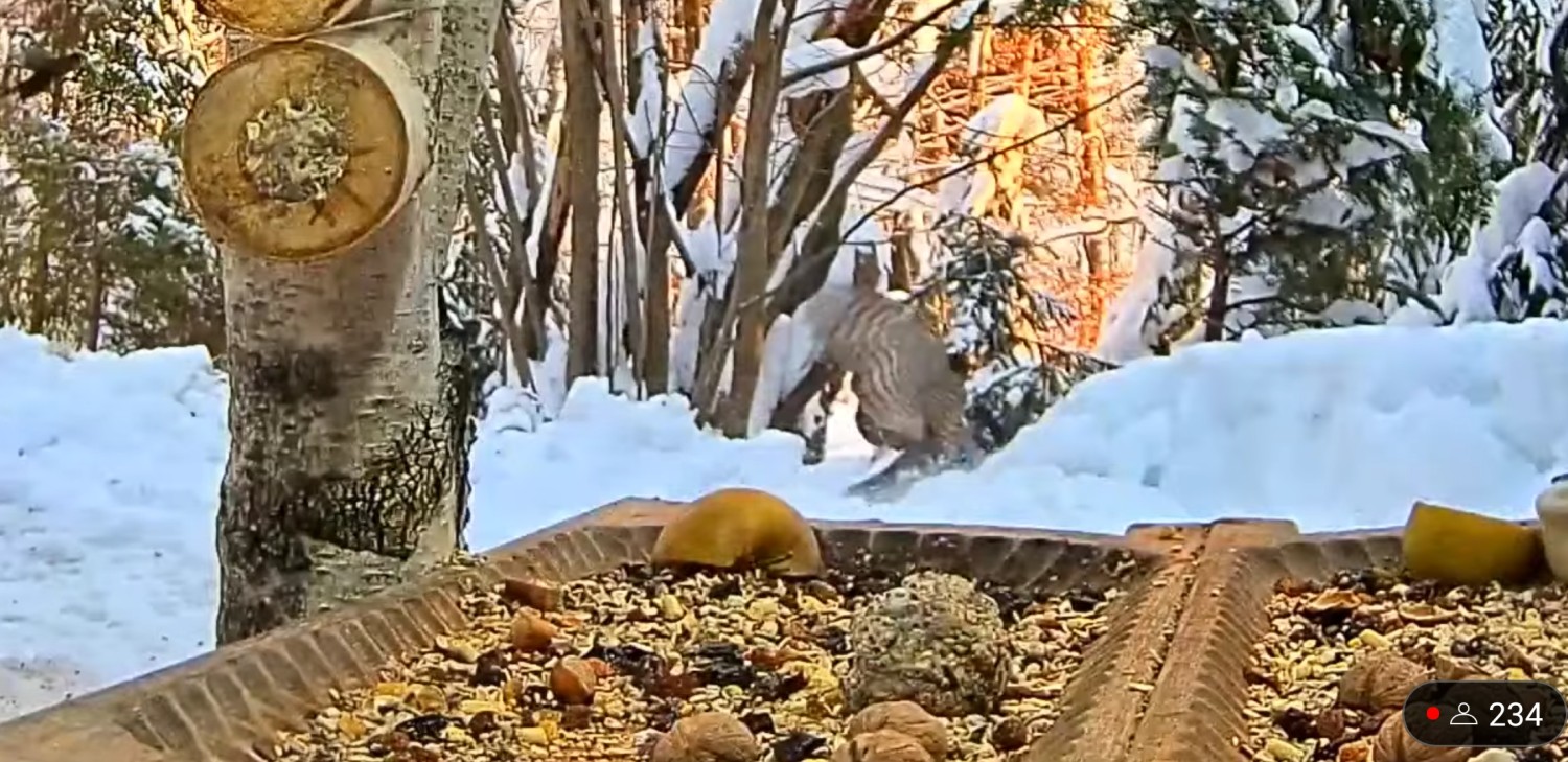 livebirdspoland_52cb7bca763c00e6f7f2979f21a95974.jpg
