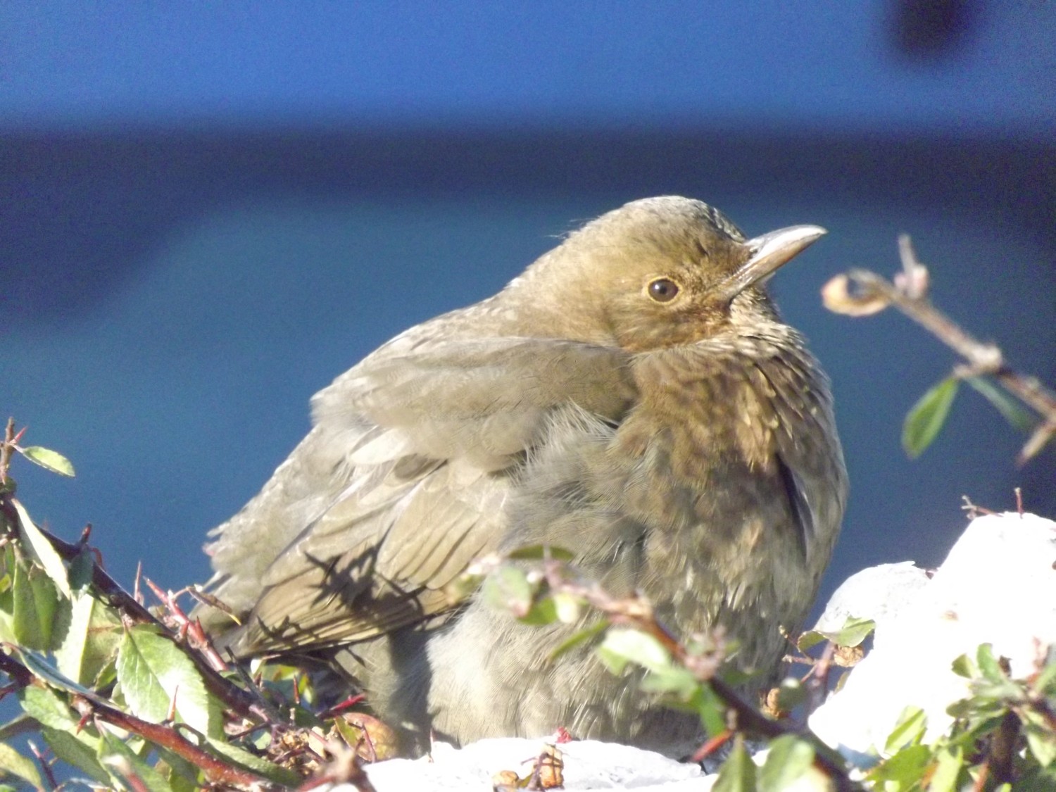 livebirdspoland_7e071b2cd3fc11c0a3319e6f22b250a6.jpg