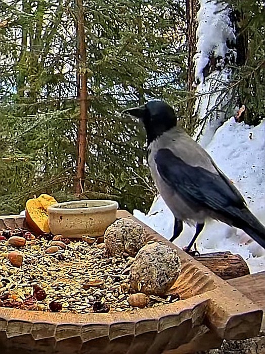 livebirdspoland_8cafe1a97004f4c6267547701e264abc.jpg
