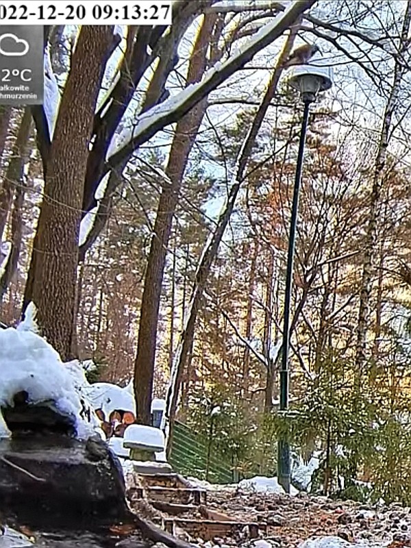 livebirdspoland_646081b0966b178176b30d7d43cc9eb6.jpg