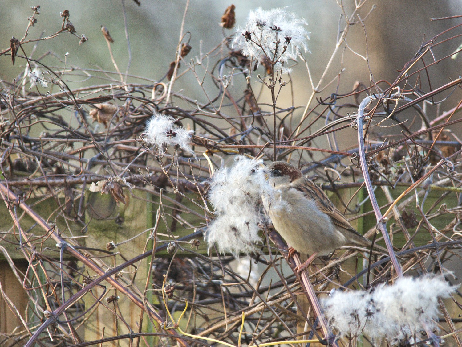 livebirdspoland_35617f45bb0853310010f4864800c35f.jpg