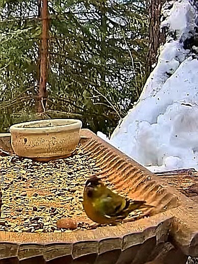livebirdspoland_6857dd75a4cdf588f27a0da9b1a1123a.jpg