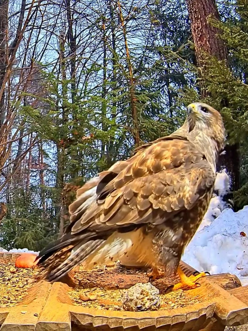 livebirdspoland_bd0d61d8185453d911403ccb76216af1.jpg