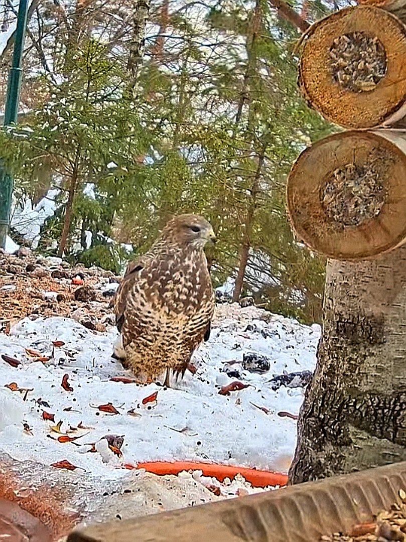 livebirdspoland_ce4ebba1e8a09fd2ad95c30ed7839833.jpg
