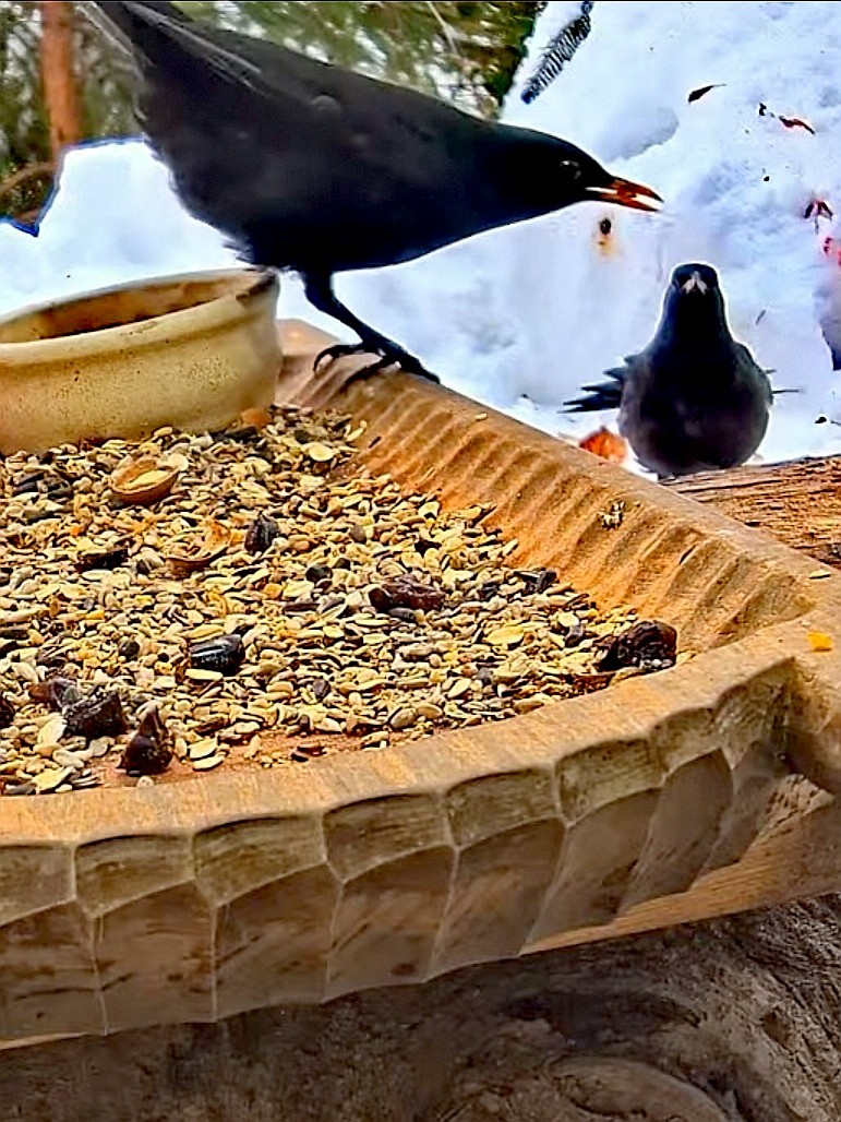livebirdspoland_218a2c541ab5e716c84f4348940a332d.jpg