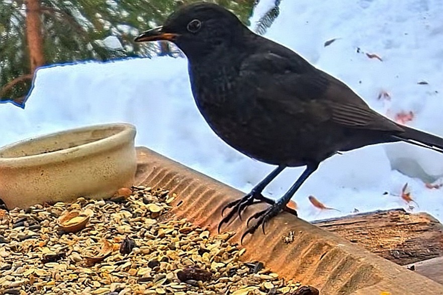 livebirdspoland_ea5af9d8a043cd6da075884cfac95fff.jpg