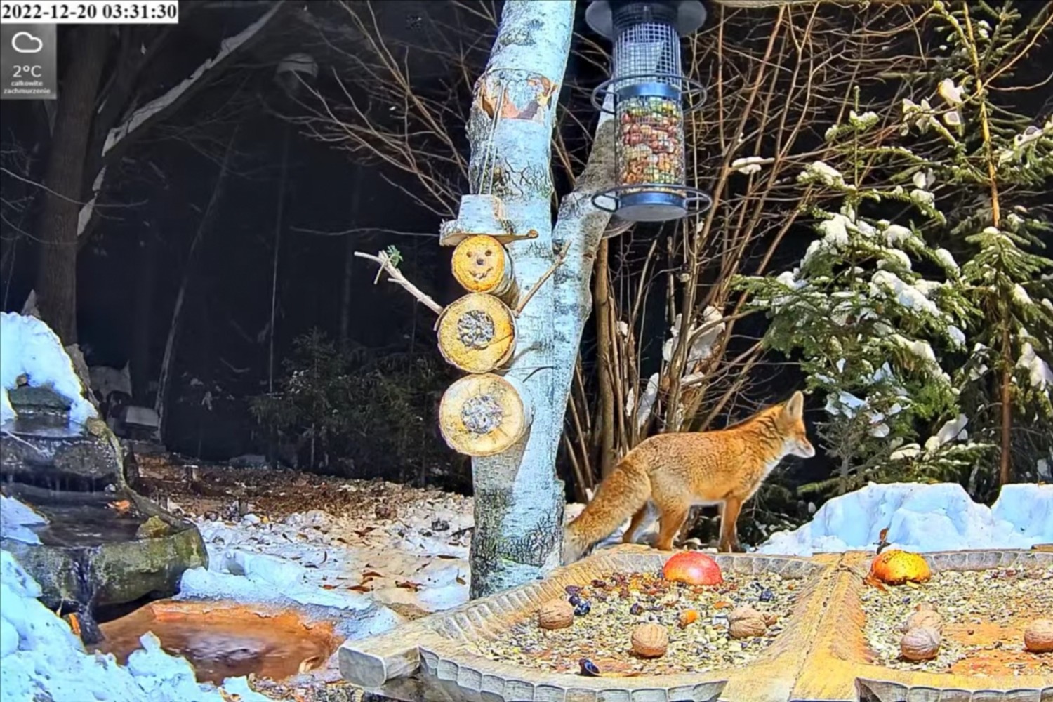 livebirdspoland_3f08fa4ac71b0227bfdf78e7a19d80a3.jpg