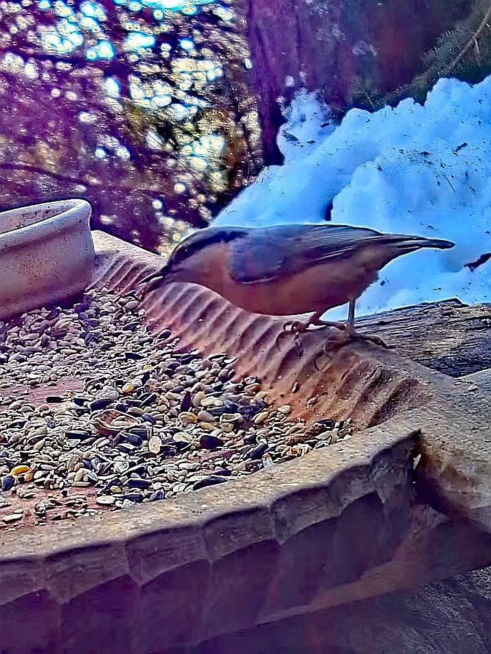 livebirdspoland_e3469490006f0a1ef6530470576d8958.jpg