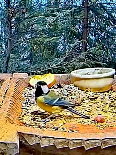 livebirdspoland_ae06c42b1eb5ebc0b0d65294e6b7c76e.jpg