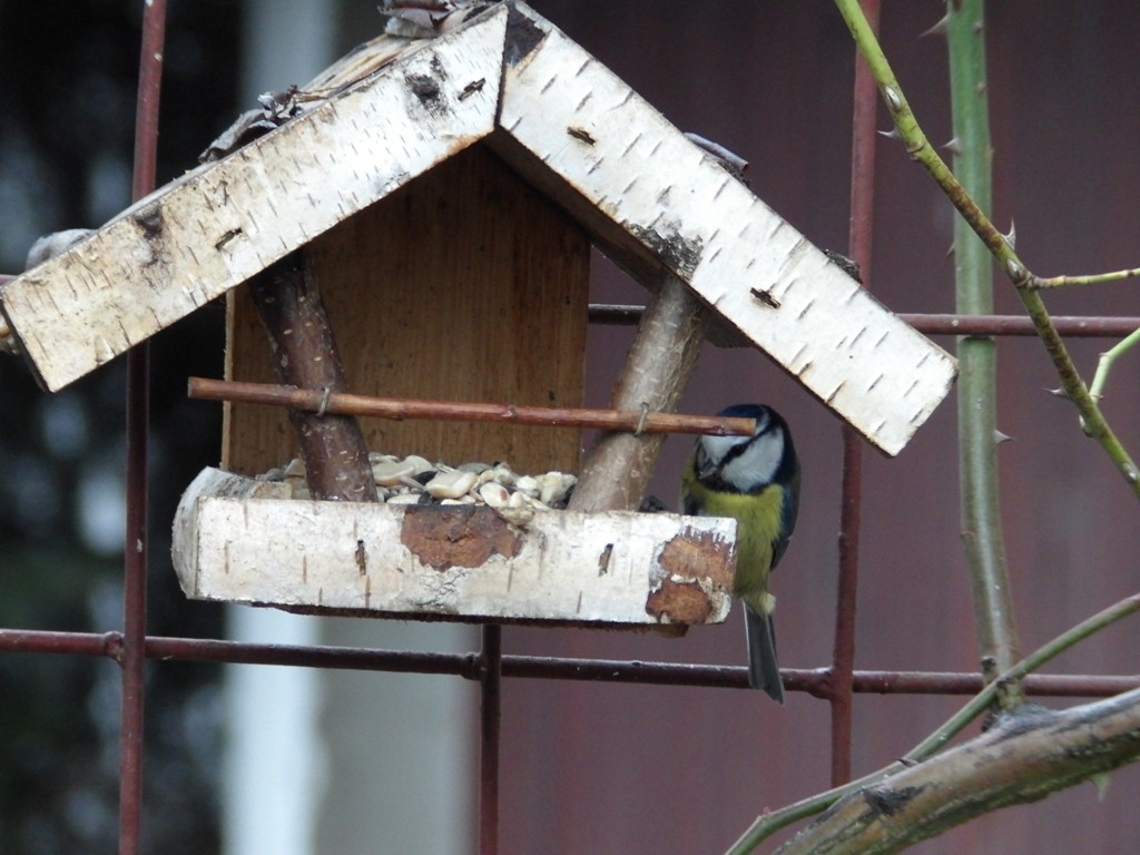 livebirdspoland_62f55a3fadd6b670e9b639af58680d13.jpg