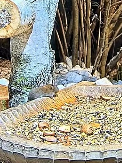 livebirdspoland_4f158c0ec8106808d5bb06c10e43b131.jpg
