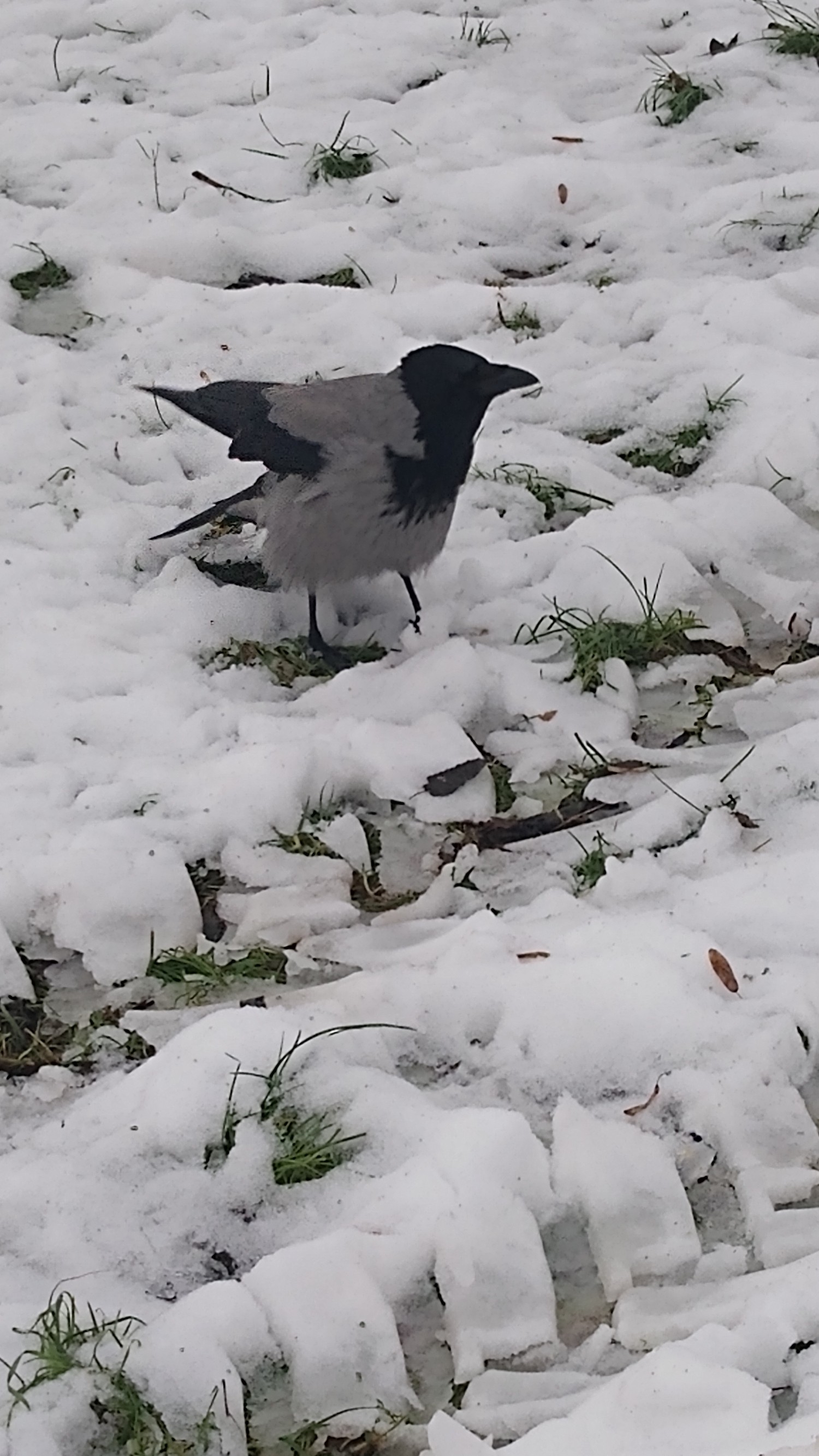 livebirdspoland_31d1260ac0bd7659a6279277c87299e9.jpg
