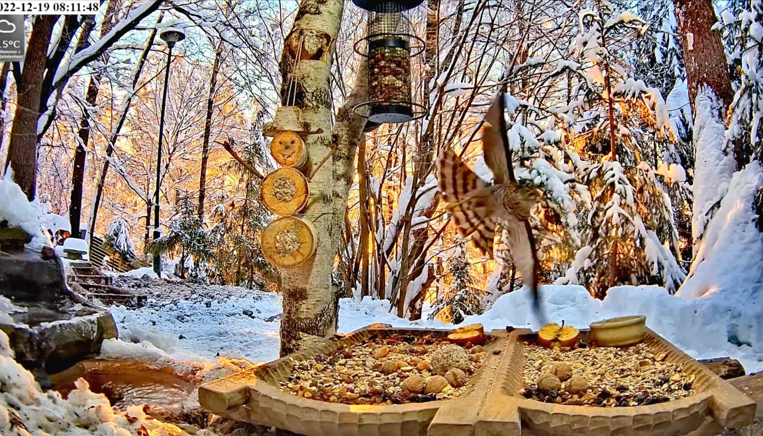 livebirdspoland_bd9218d5a3c0f3a9654b940445114218.jpg