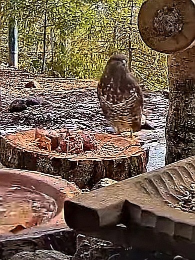 livebirdspoland_c0550641fefcdaf0277e486f999ec6bb.jpg