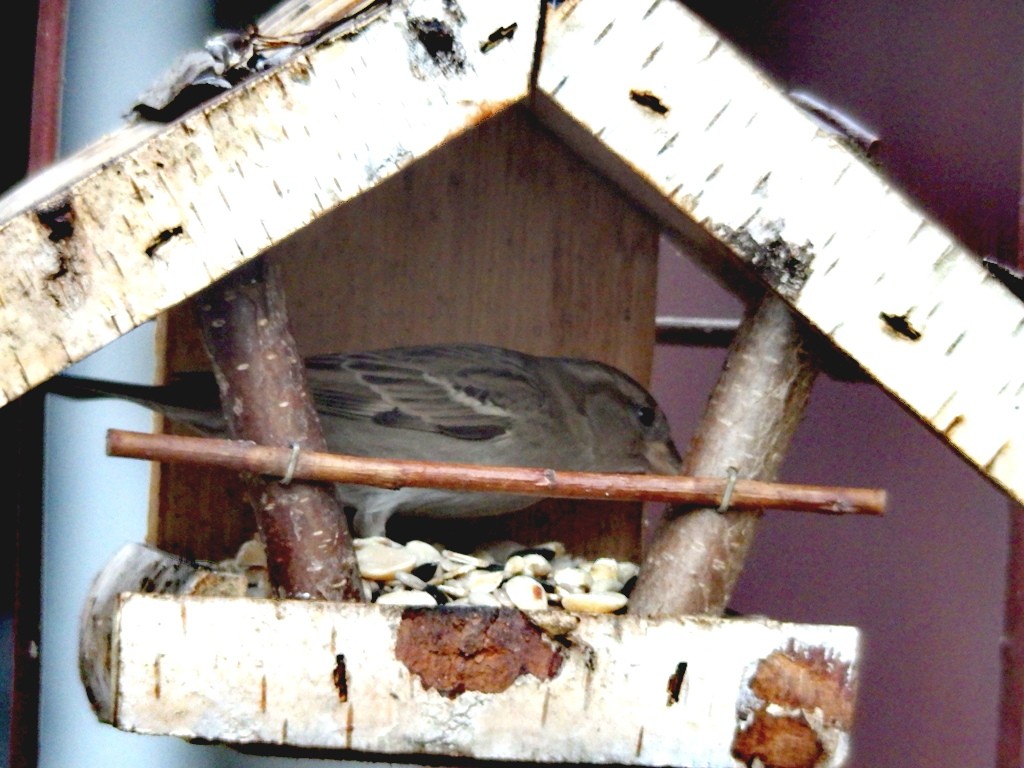 livebirdspoland_578e6e8a88517f3c5ab8b9aed29a4011.jpg
