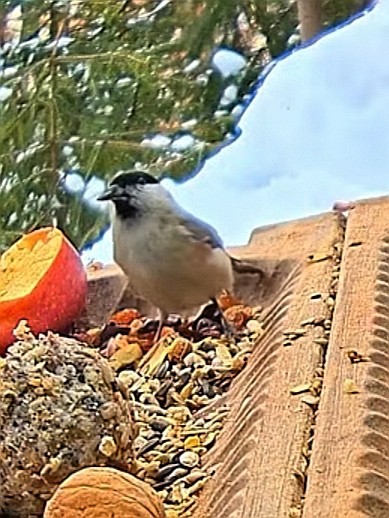 livebirdspoland_f7c1cf18935baa35b458dbf377375670.jpg