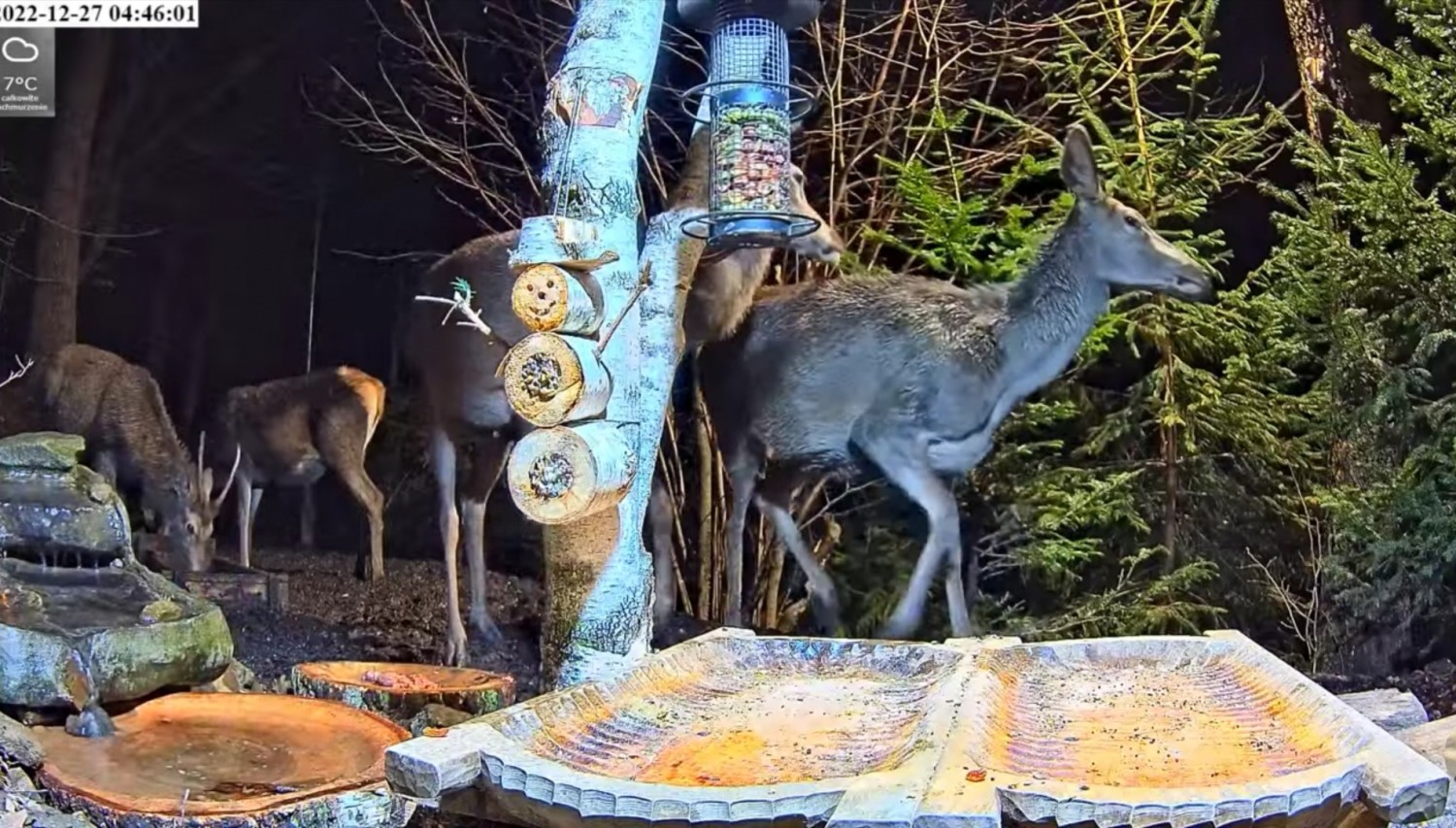 livebirdspoland_8c8c1b5360689f8b08bbc2f941a18558.jpg