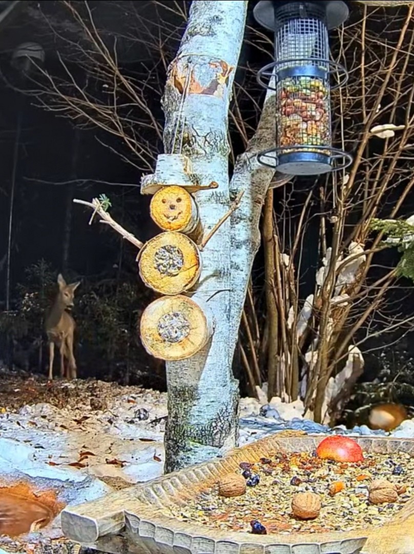 livebirdspoland_39f978fa99f6f0bb54ec0ccee88eb7e6.jpg