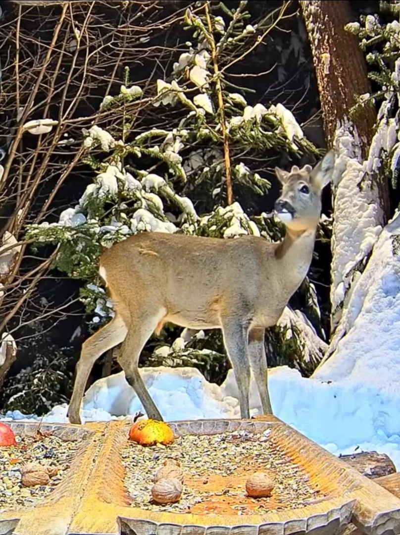 livebirdspoland_deadab1bf5278d45a77b93033568a3b3.jpg