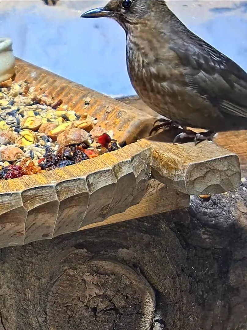 livebirdspoland_f8835981c98a9e0a29bb4f68a876f83e.jpg