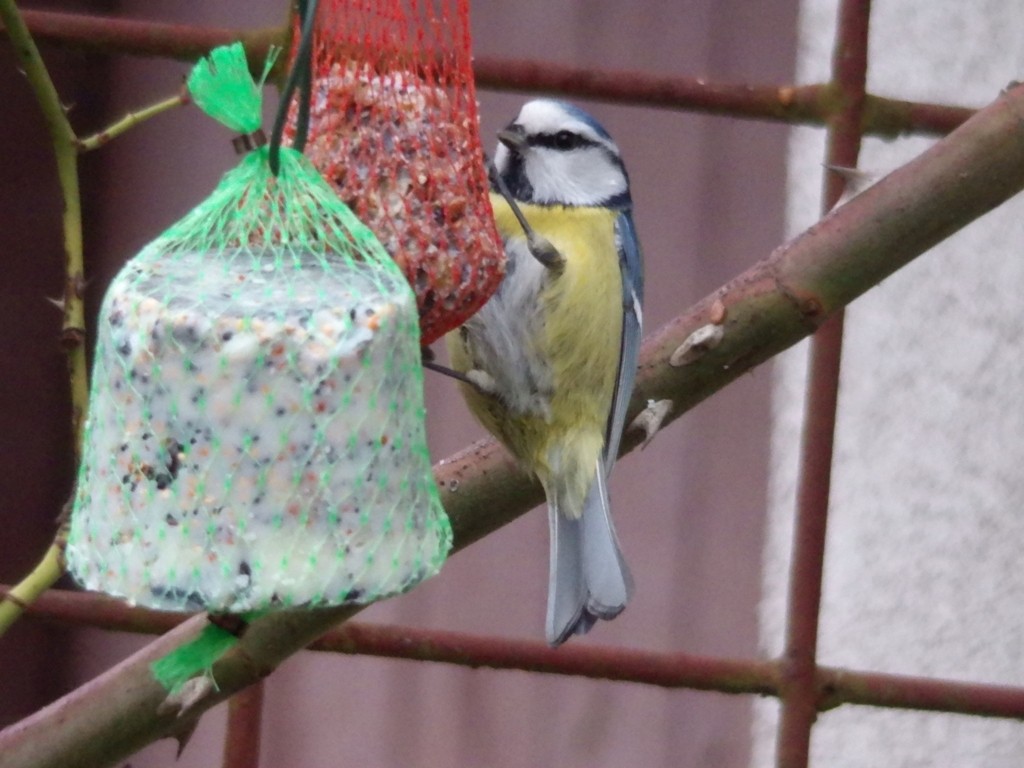 livebirdspoland_7ef359ea954b9804217c4cfbd4bb10a6.jpg