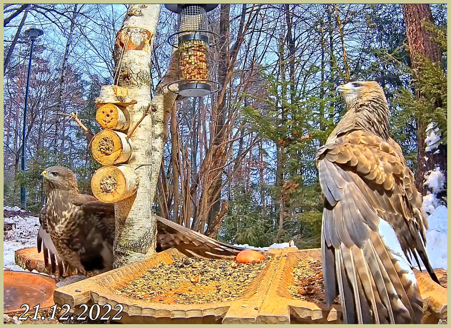livebirdspoland_4c30cf13df339996d8132058b4a6bbd6.jpg