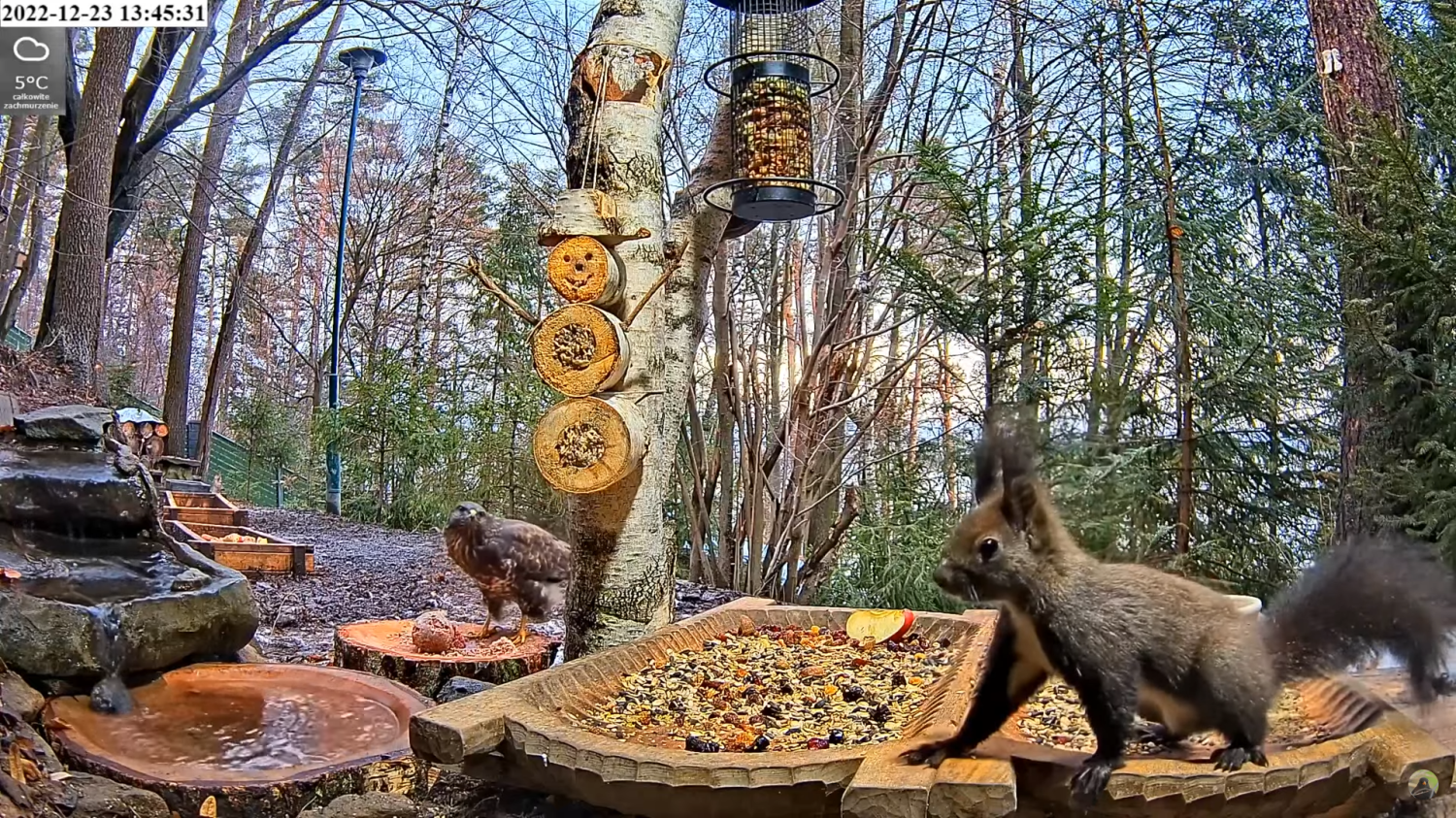 livebirdspoland_3f65f5f9e614c205451abe09072fb1e0.png