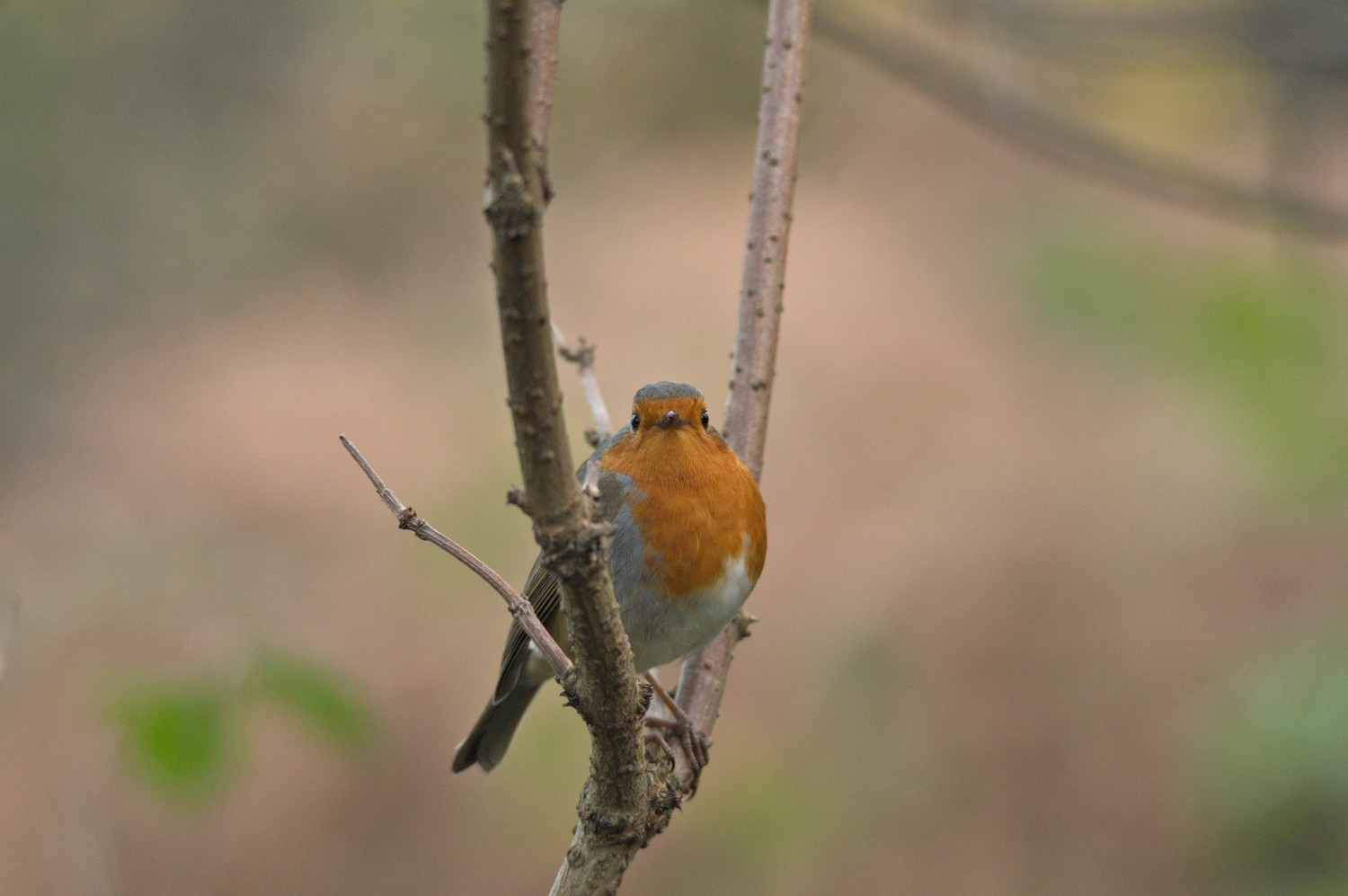 livebirdspoland_4b96937801c865a3c16bccd7f42de3e1.jpg